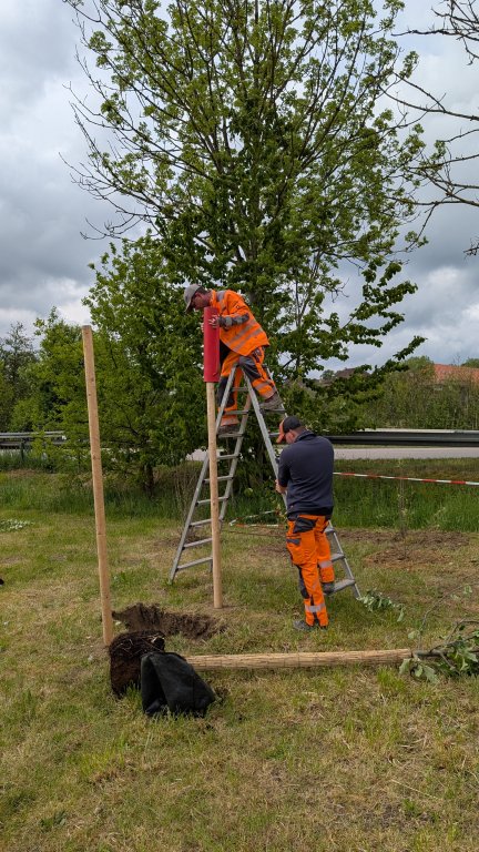 Pflanzaktion STS - Gemeinde - Pfähle - von Martin Koch